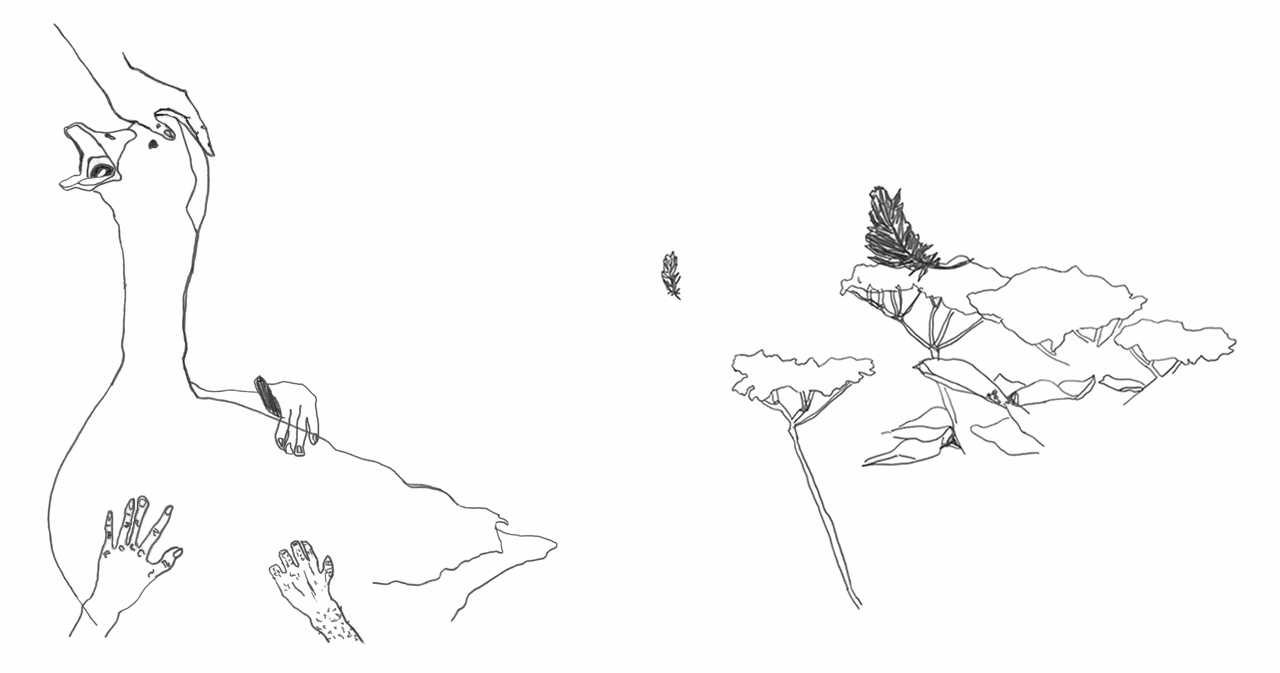 Drawing of a goose and feathers in a holler bush